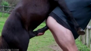 หนุ่มเกย์เงี่ยนรูตูด อยากเย็ดกับม้าแข่งโดนควยยัดเข้าไปเต็มลำ