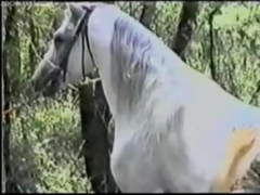 หนังxเย็ดสัตว์ เก่ามากสาวผมหยิกเข้าป่าเย็ดกับพี่ม้าสีมอกตัวขาวควยยาว เอามายัดหี