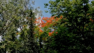 เย็ดกันในเต้นท์ คู่รักชอบเย็ดสถานที่แปลก เอากลางวันแสกๆไม่สนใจโลก